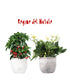 Regine del Natale | Ardisia + Helleborus con vaso incluso