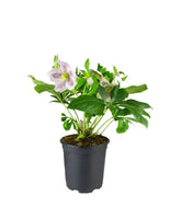 Elleboro Orientalis (Helleborus)