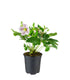 Elleboro Orientalis (Helleborus)