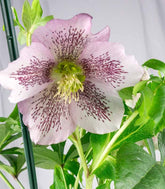 Elleboro Orientalis (Helleborus)