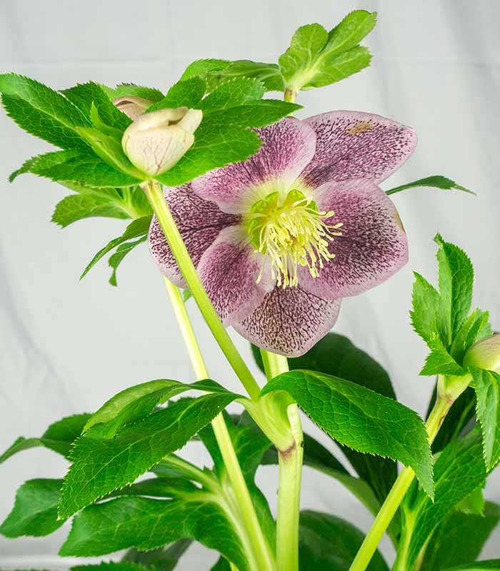 Elleboro Orientalis (Helleborus)