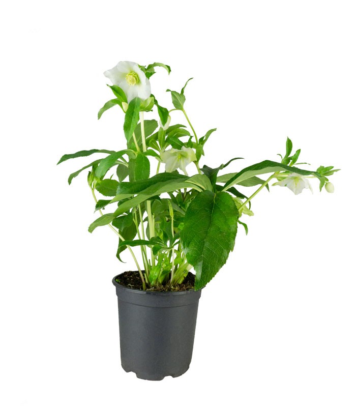 Elleboro Orientalis (Helleborus)