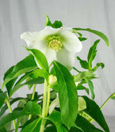Elleboro Orientalis (Helleborus)