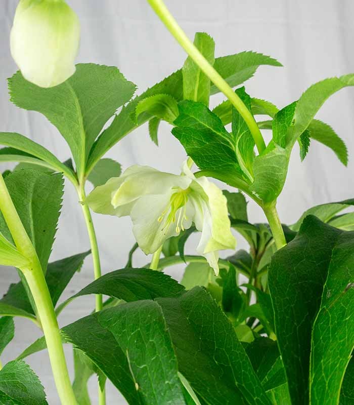 Elleboro Orientalis (Helleborus)