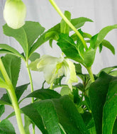 Elleboro Orientalis (Helleborus)