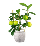 Pianta di Limone a Spalliera