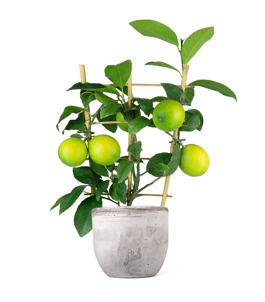 Pianta di Limone a Spalliera