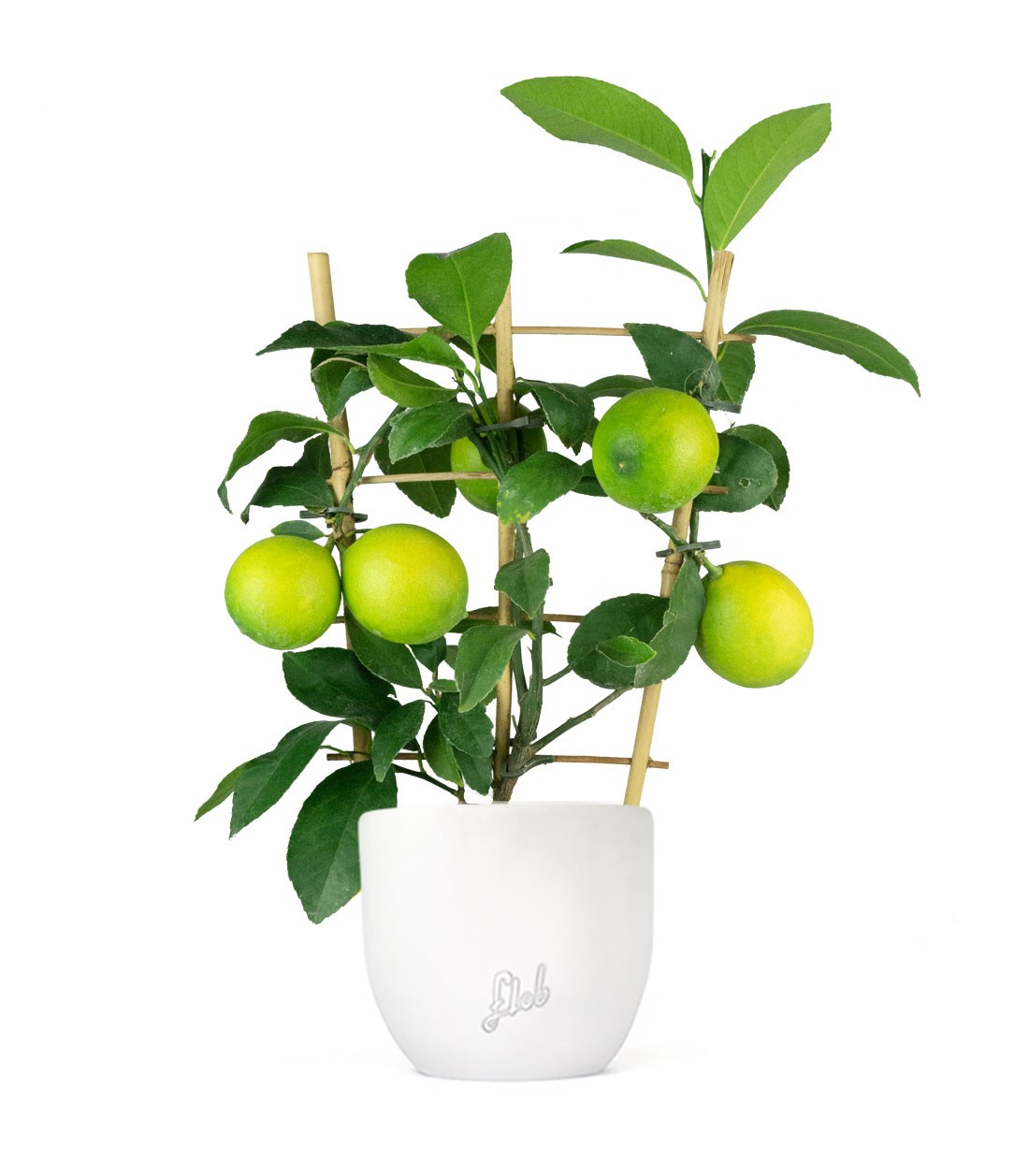Pianta di Limone a Spalliera
