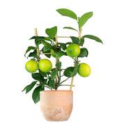 Pianta di Limone a Spalliera