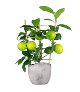 Pianta di Limone a Spalliera
