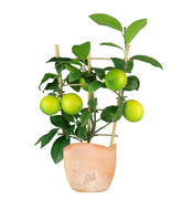 Pianta di Limone a Spalliera