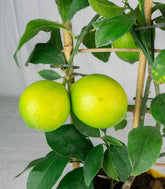 Pianta di Limone a Spalliera