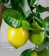 Pianta di Limone Carrubaro