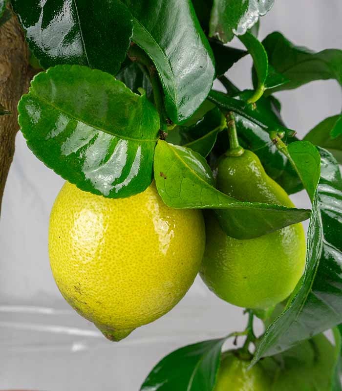 Pianta di Limone Carrubaro