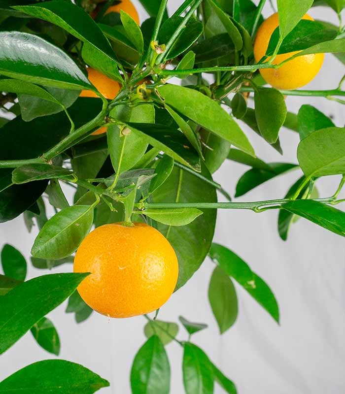 Pianta di Calamondino