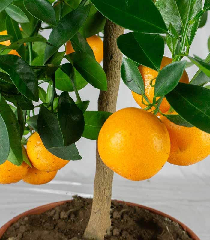 Pianta di Calamondino