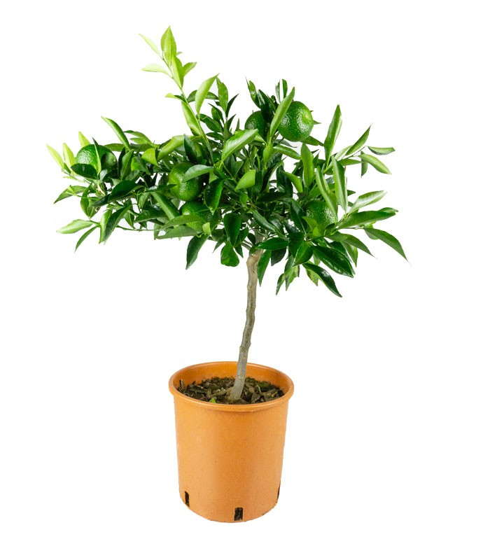 Pianta di Mandarino