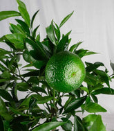 Pianta di Mandarino
