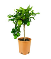 Pianta di Citrus Lime