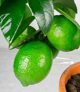 Pianta di Citrus Lime