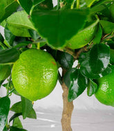 Pianta di Citrus Lime