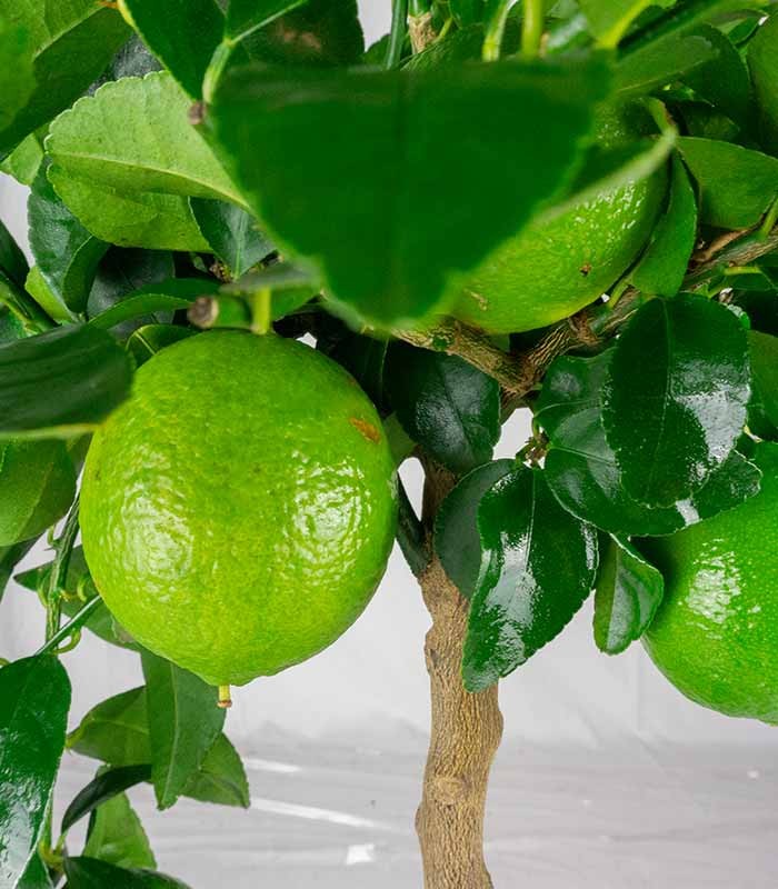 Pianta di Citrus Lime