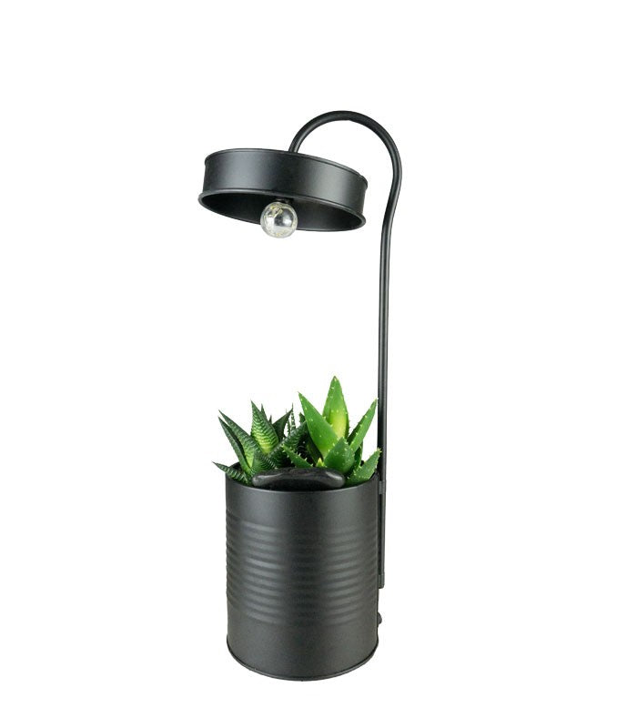 Succulente con lampada di design Nero