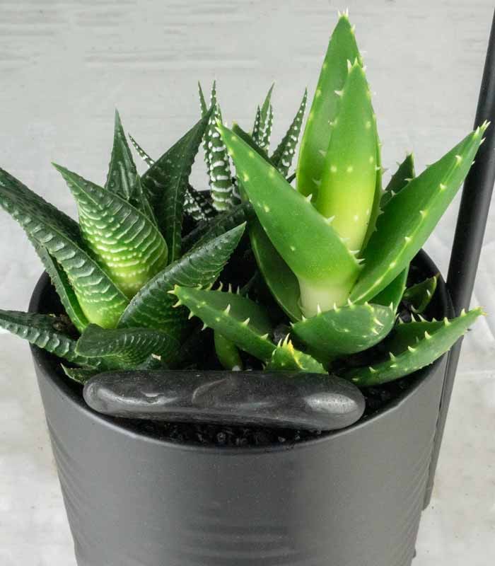 Succulente con lampada di design Nero