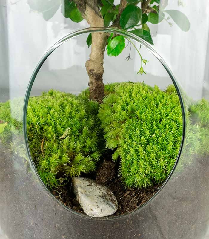 Carmona Bonsai in vetro
