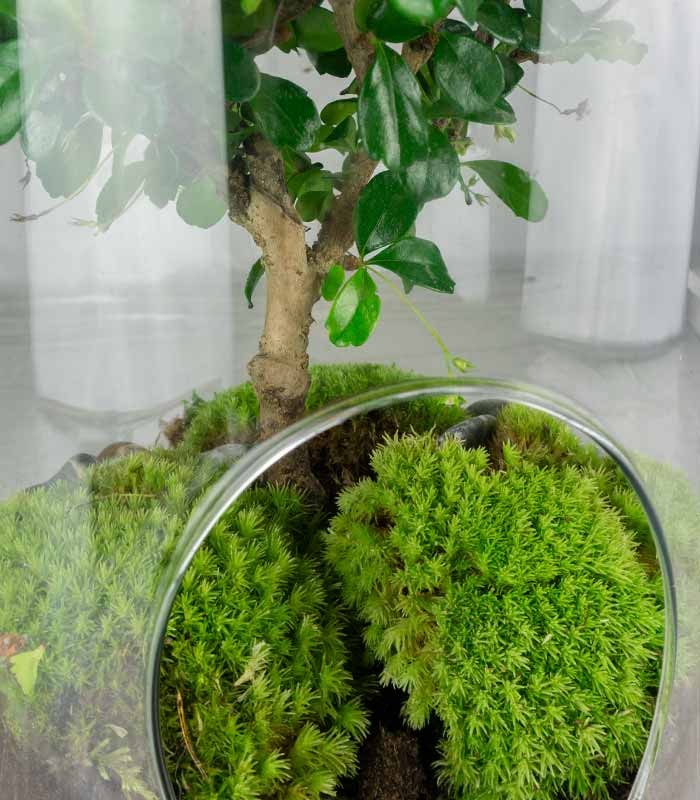 Carmona Bonsai in vetro