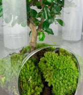 Carmona Bonsai in vetro