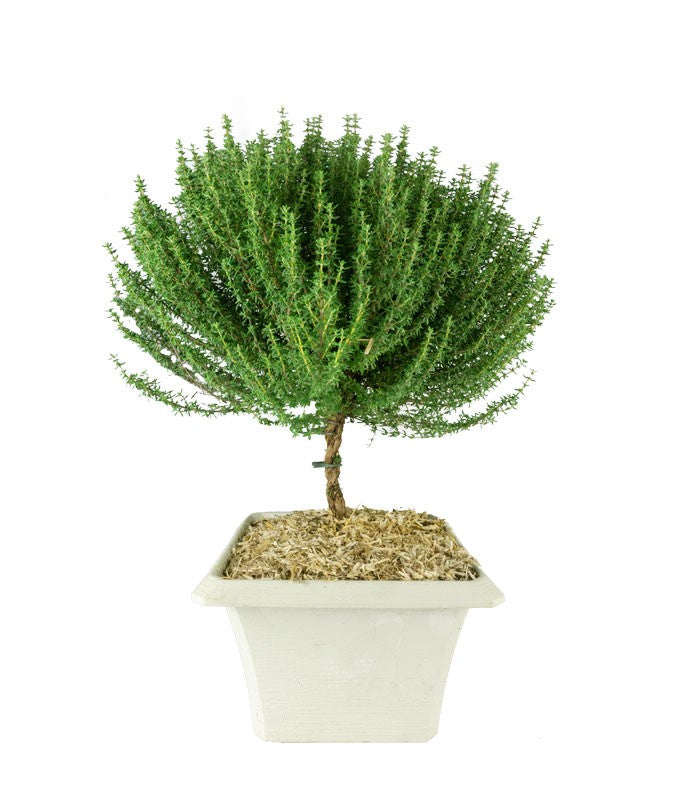 Pianta di Timo
