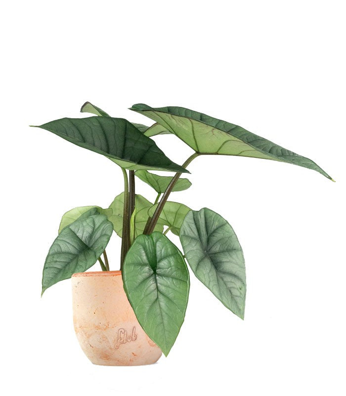 Alocasia Platinum