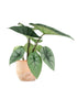 Alocasia Platinum