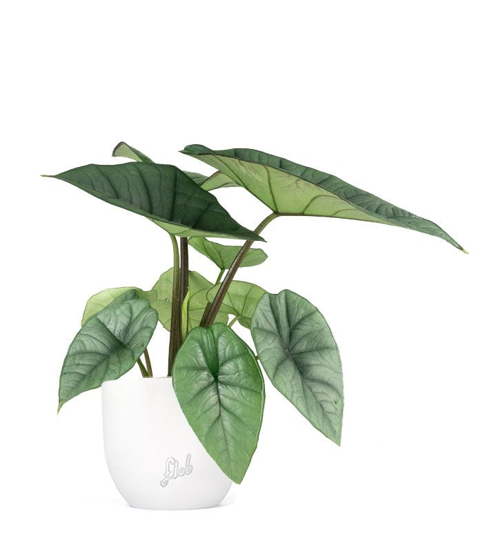 Alocasia Platinum