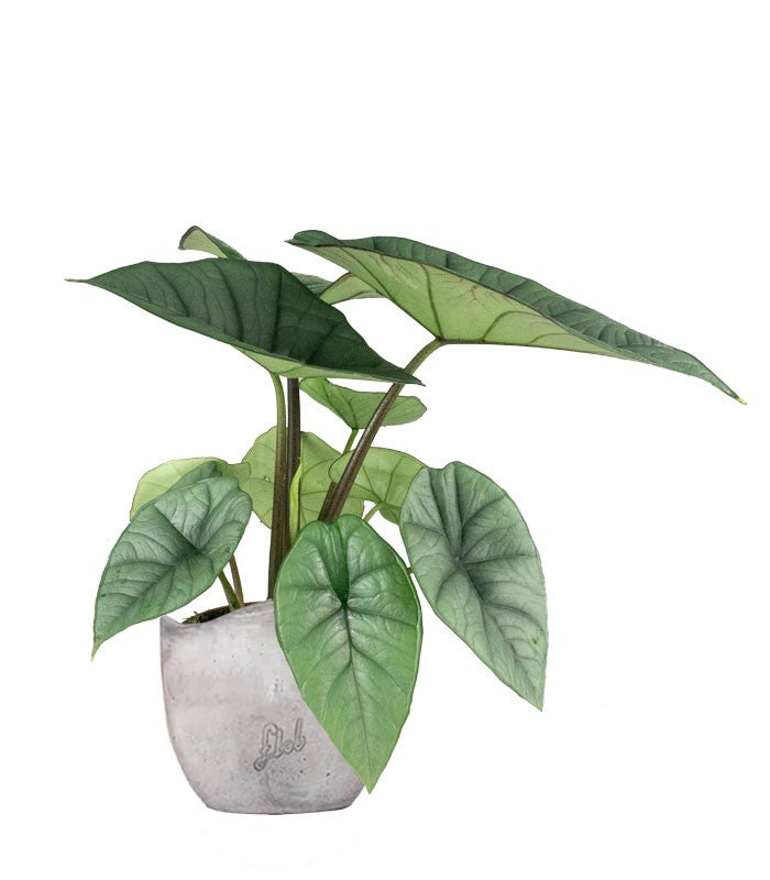 Alocasia Platinum