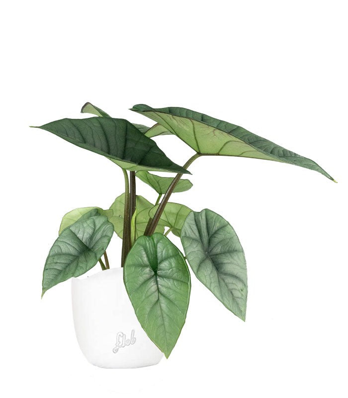 Alocasia Platinum