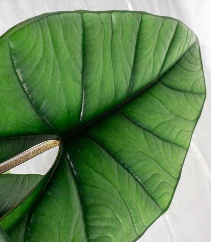 Alocasia Platinum