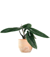 Alocasia Scalprum