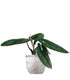 Alocasia Scalprum