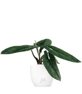 Alocasia Scalprum