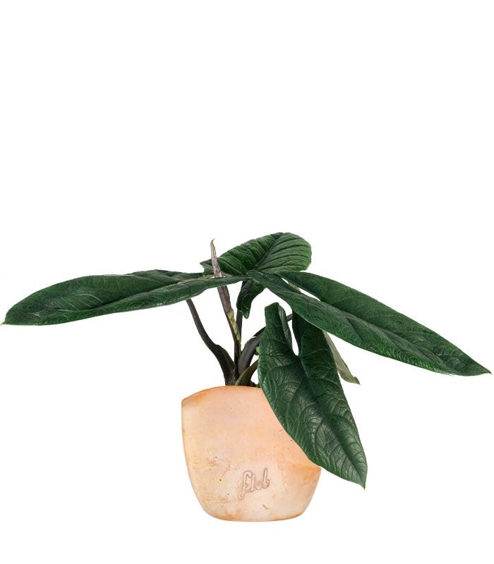 Alocasia Scalprum