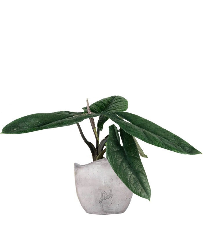 Alocasia Scalprum