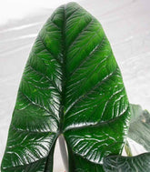 Alocasia Scalprum