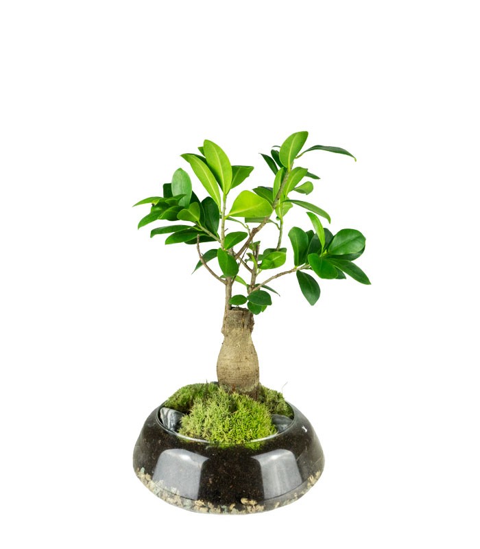 Bonsai Ficus Ginseng in ciotola di vetro