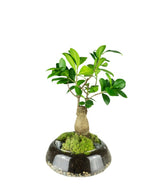 Bonsai Ficus Ginseng in ciotola di vetro
