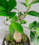 Bonsai Ficus Ginseng in ciotola di vetro