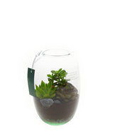 Terrario in vetro con succulente