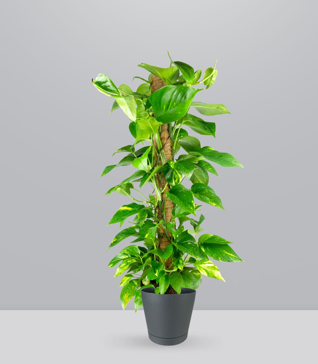 Pothos a Palo Alto da 90 cm