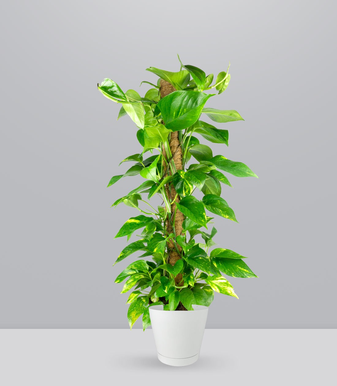 Pothos a Palo Alto da 90 cm